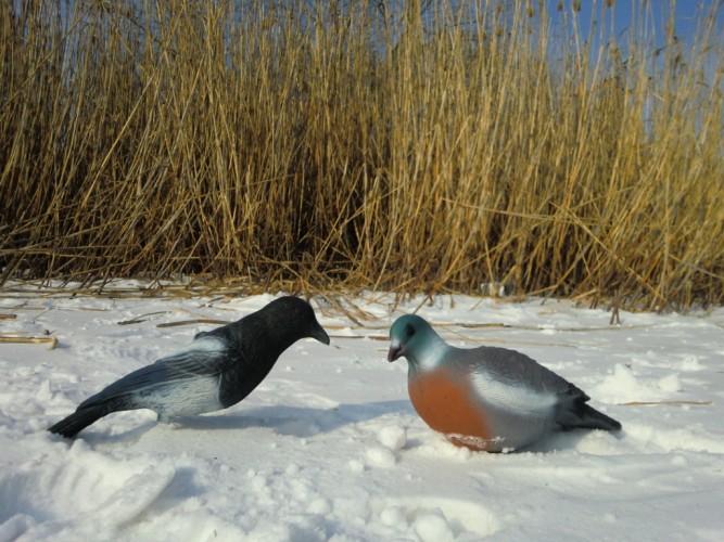 1 сорока и голубь 1.JPG