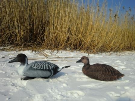 1 шилохвость утка и селезень.JPG