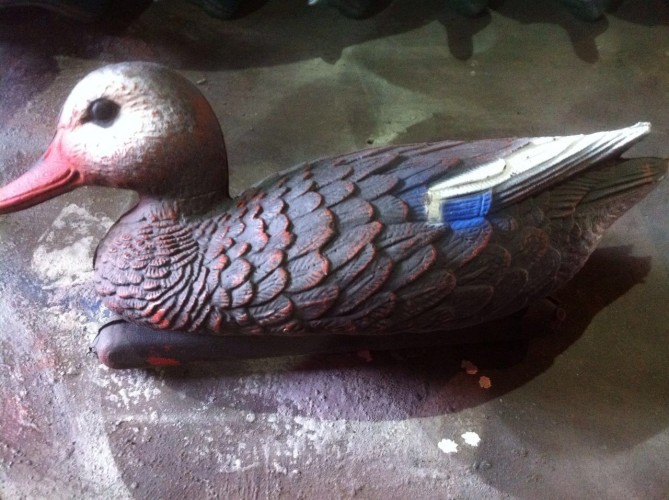 кряква черная утка.jpg